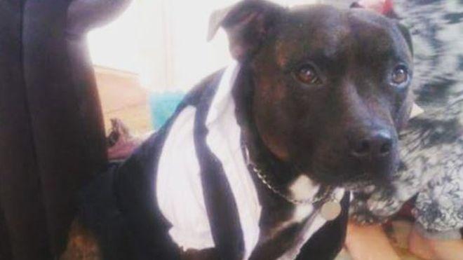  Teddy was kicked and punched to death by a teenager on St Ives beach