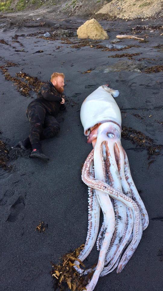  Diver Jack Aplin poses with a giant squid that washed ashore last year