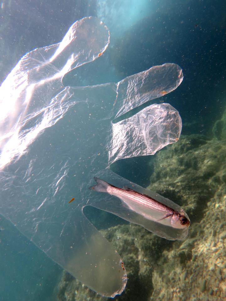  The image was captured by scuba instructor Roger Millán while he was diving with some of his clients off the Tossa de Mar, Costa Brava, in Spain