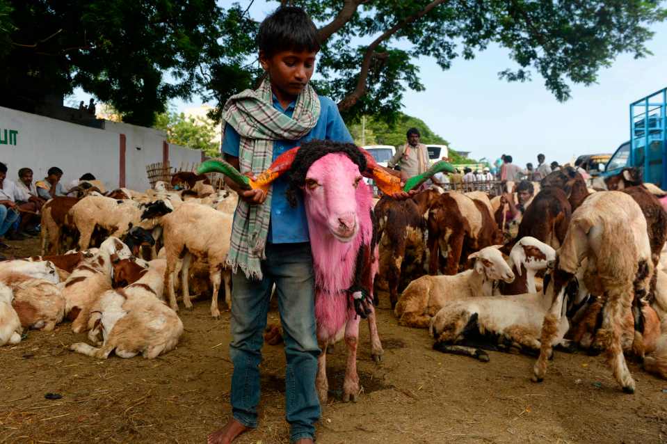  A young livestock vendor displays his decorated sheep at a make-shift market set up ahead of Eid al-Adha in Chennai, India