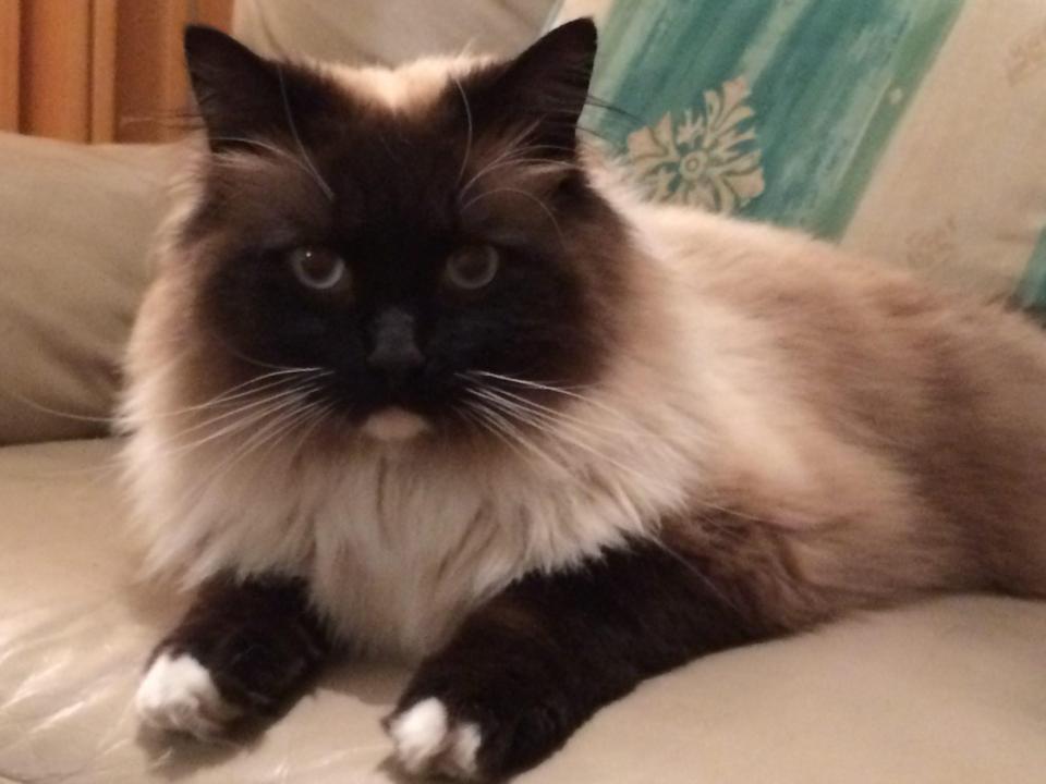  Ykiyo was mutilated by the Croydon cat killer - which police say was the work of foxes