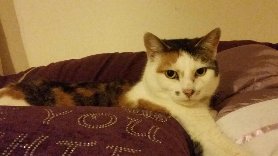  Missy was one of the first victims of the Croydon cat killer in 2015