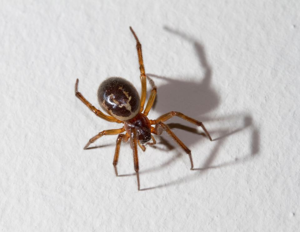  It's thought the bite was caused by a false widow spider