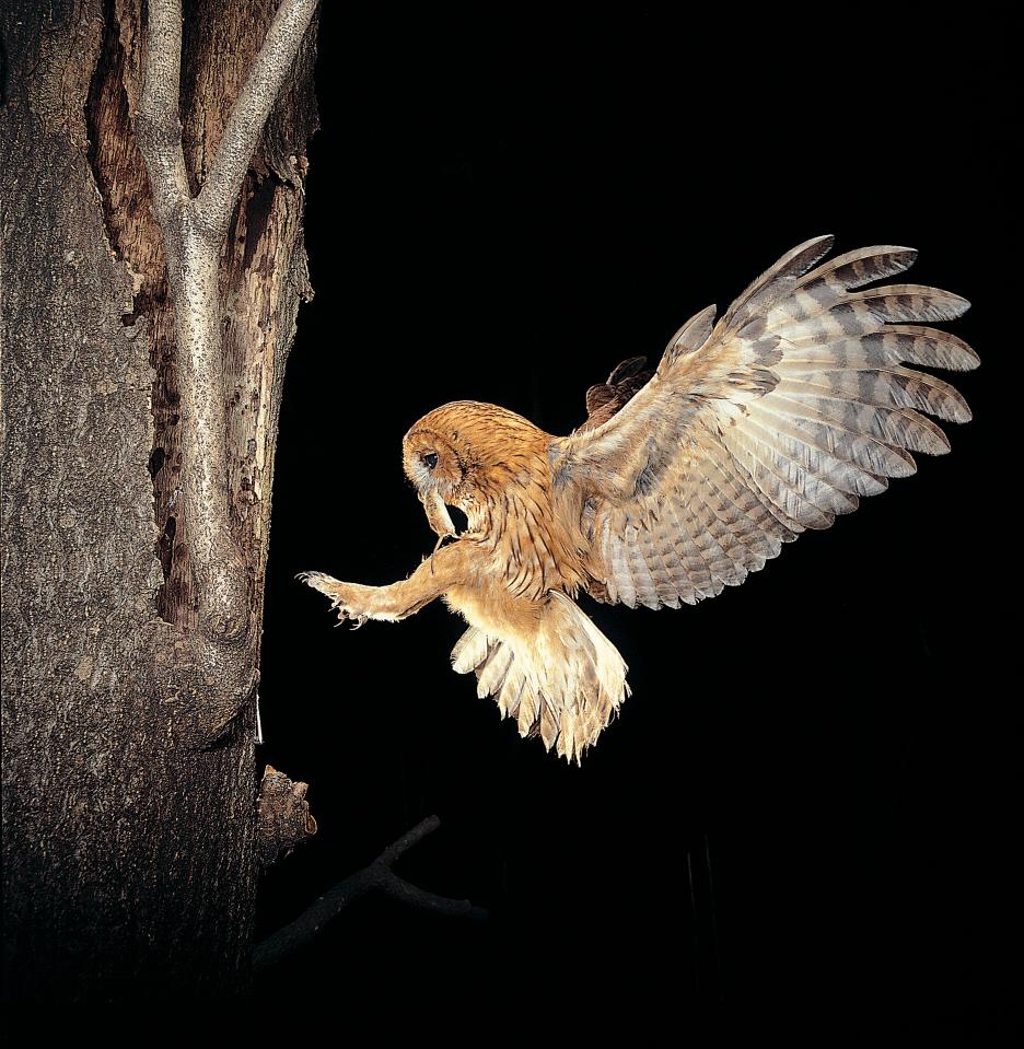  The tawny's short, silent wings give them manoeuvrability