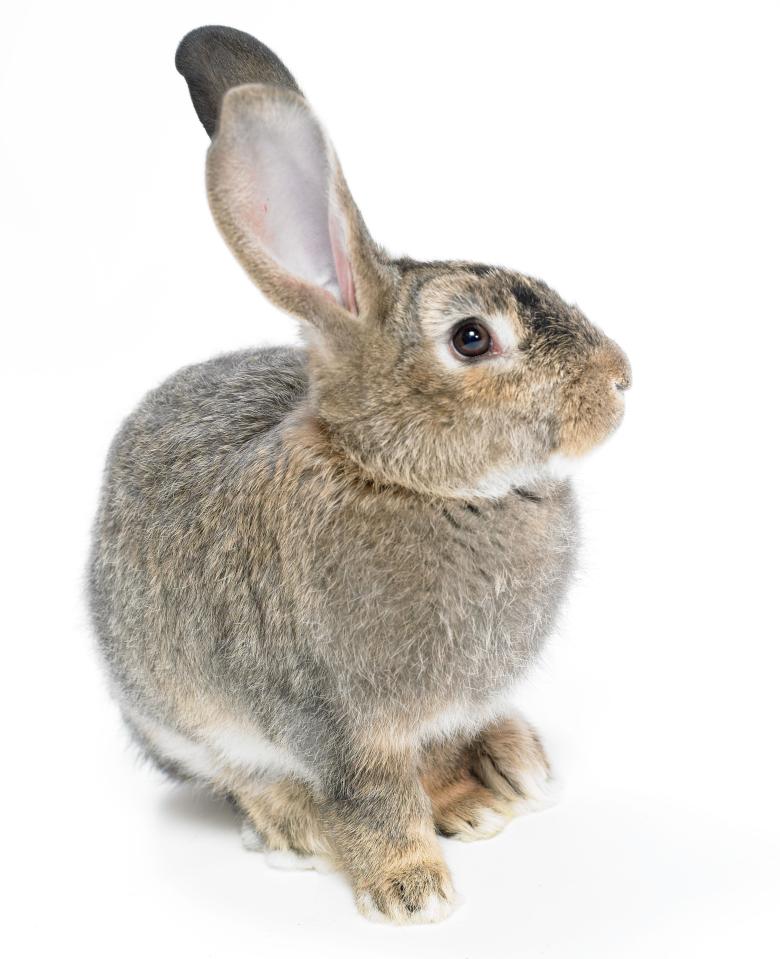  Pet rabbits can be a source of contention