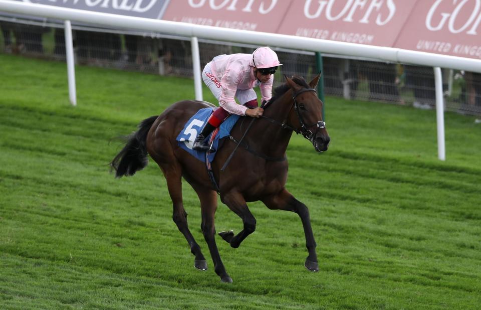  Lah Ti Dar is challenging for favouritism in the St Leger