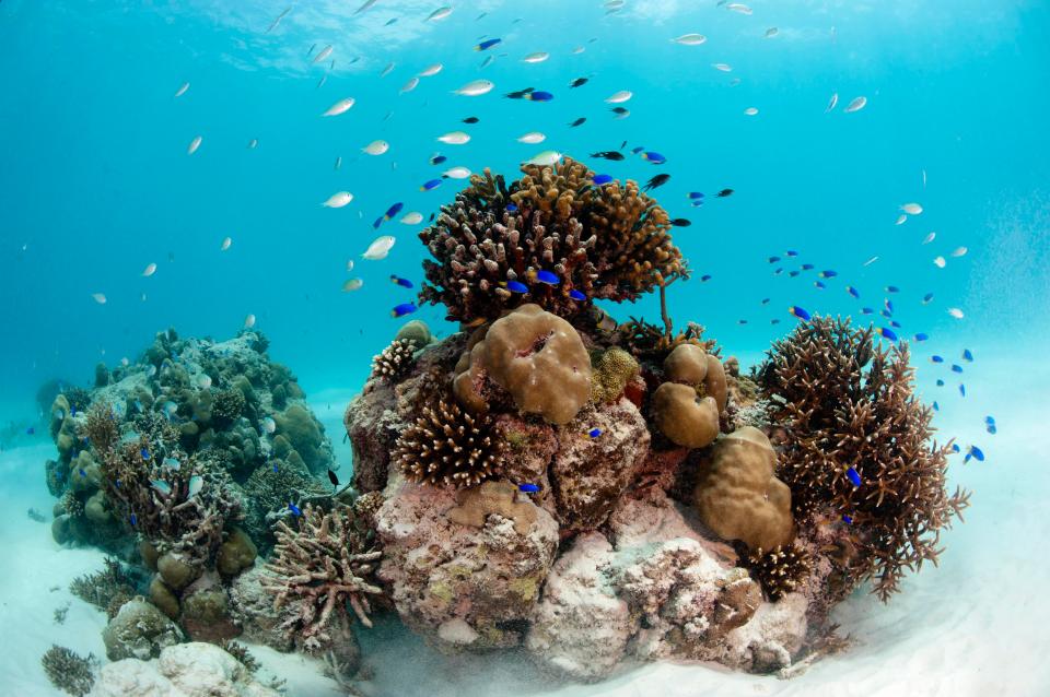  You can also explore the island's coral reefs