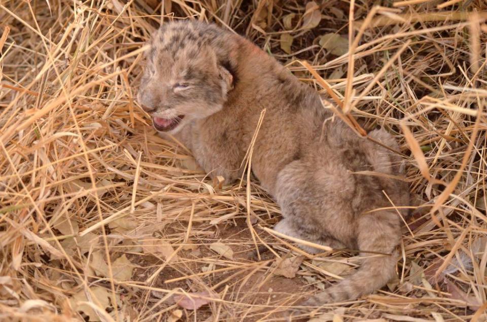  The cubs were born in South Africa last week