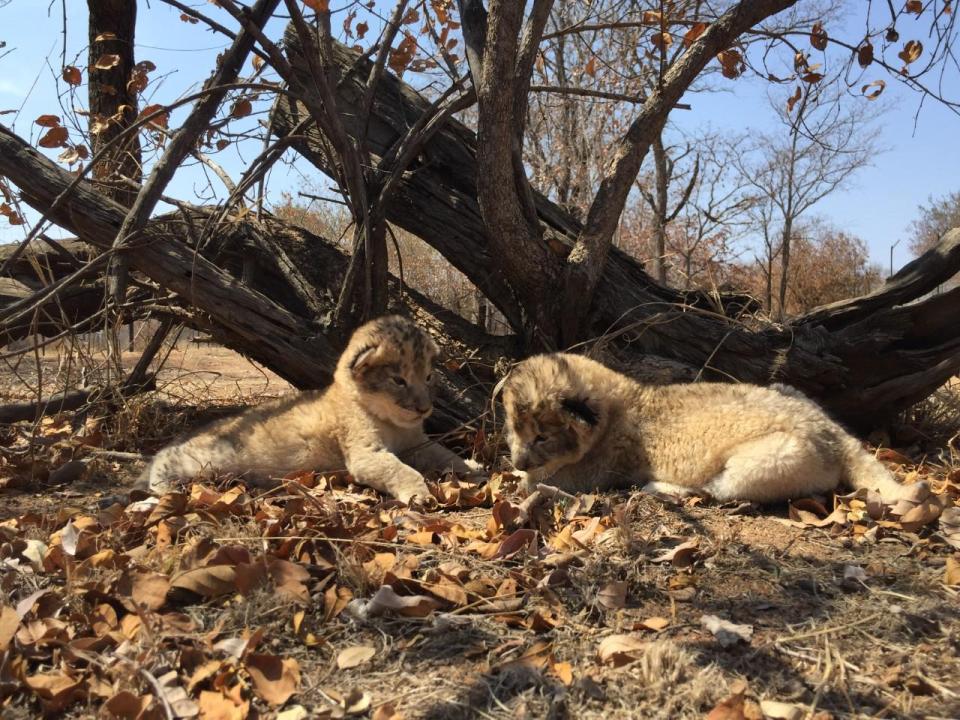  The cubs, named Viktor and Isabel, are the first test-tube lions to be born, marking a scientific breakthrough