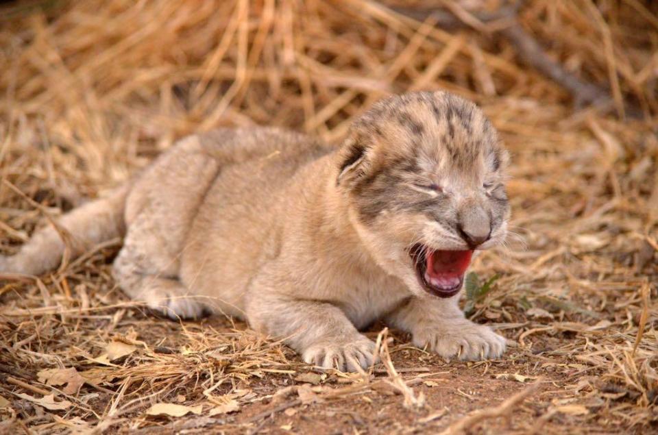  Owner of Ukutulu Game Reserve & Conservation Centre Willi Jacobs said the cubs are happy, healthy and leading them 'a merry dance'