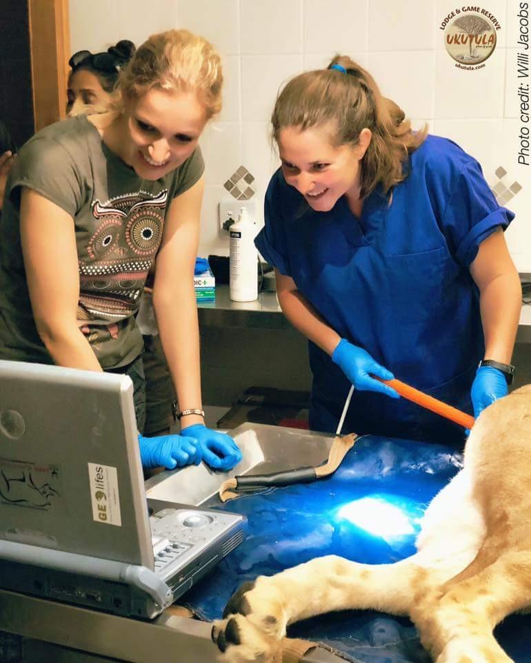  Dr Isabel Calleata, right, and Dr Imke Luders, left, perform an ultrasound on the lioness