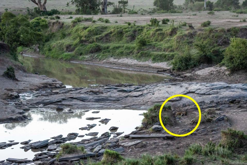  There he is - the leopard appears to blend seamlessly into the grey, rocky terrain