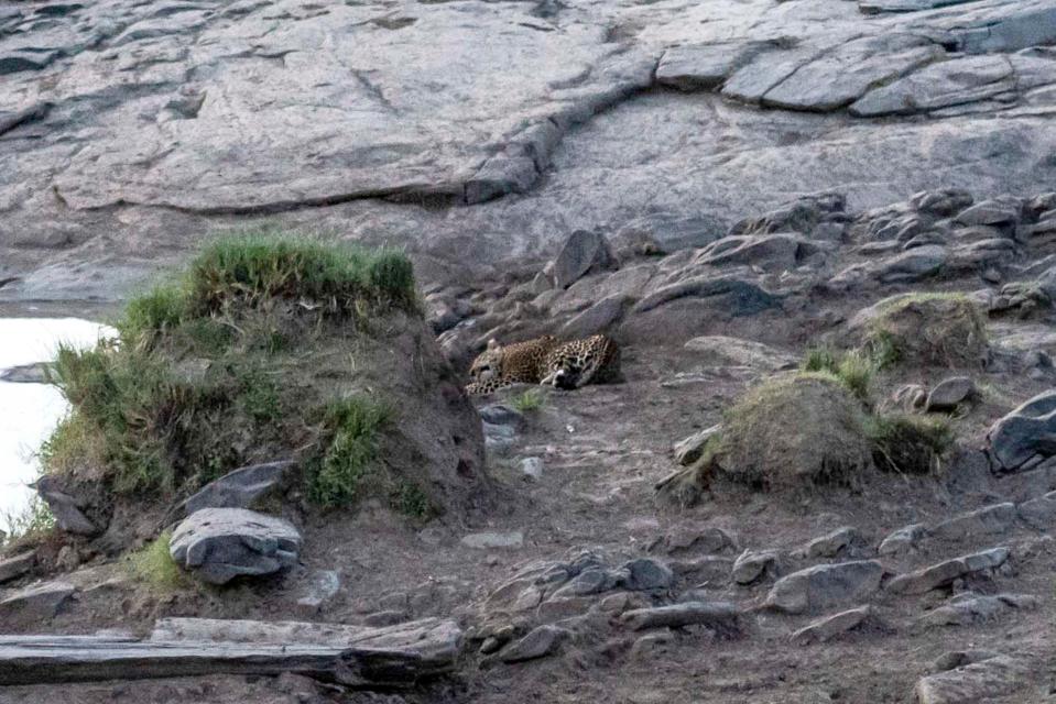  The dangerous big cat appeared to be taking a nap when it was spotted by a keen photographer in Kenya