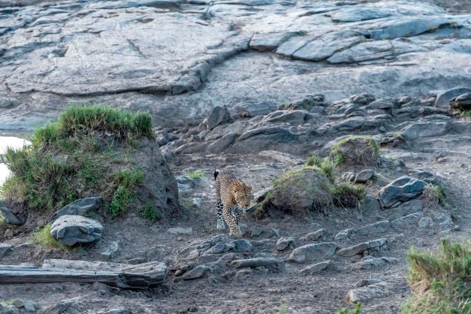  Breaking its camouflage, the leopard then struts away from its resting spot