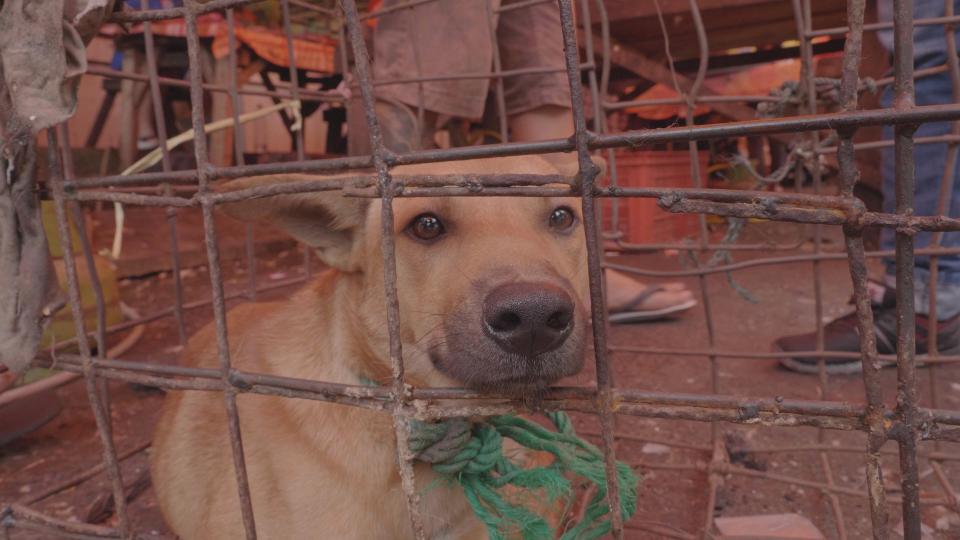  A caged dog awaits its fate at a North Sulawesi meat market