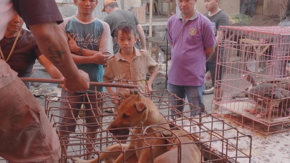  Many of the animals are battered to death as locals look on