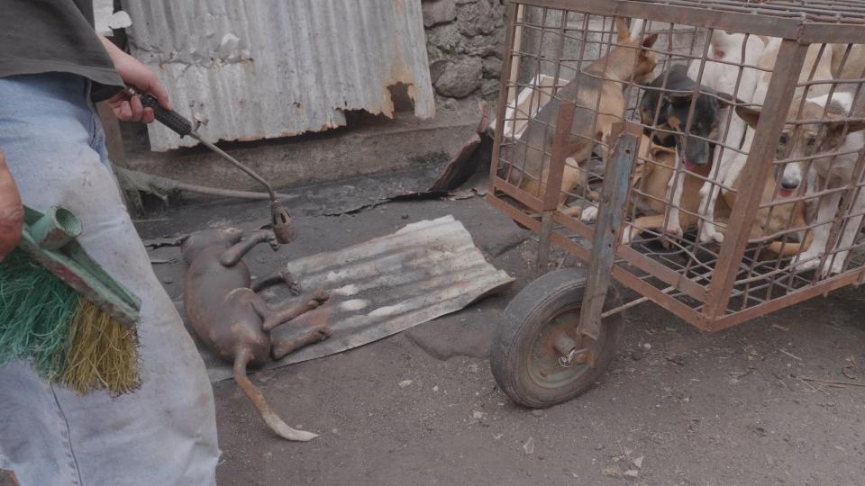  A market trader holds a flamethrower above the body of a dead dog