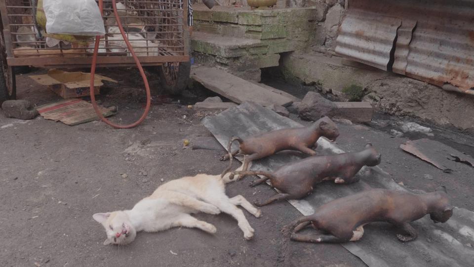  Three scorched cats are seen next to a cat about to be burned