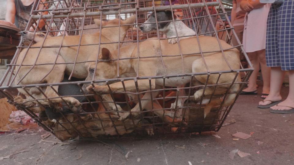  More than a dozens live hounds are crammed into a tiny cage