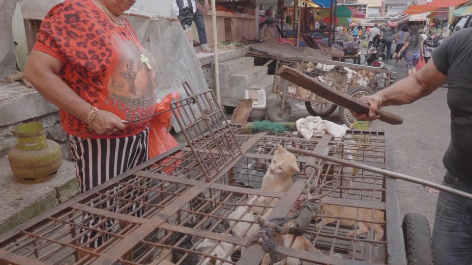  A cat is clubbed over the head before being put up for sale in Indonesia