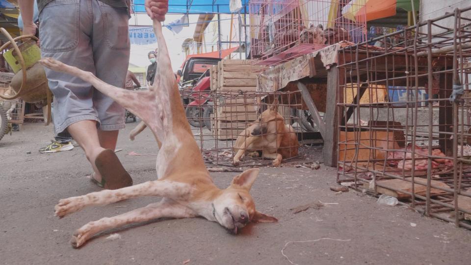  A dead dog is dragged away to be butchered after being bludgeoned