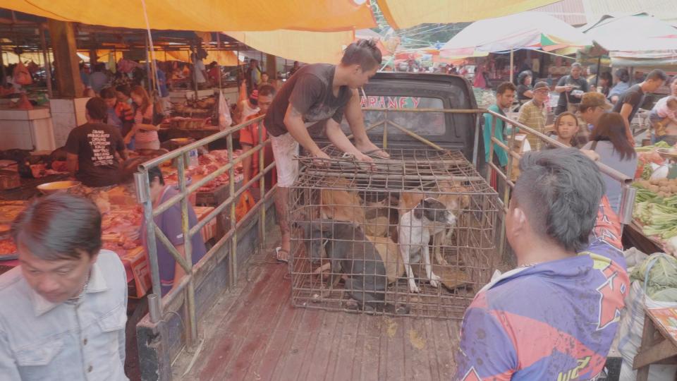  A dealer unloads his doomed livestock at the meat market