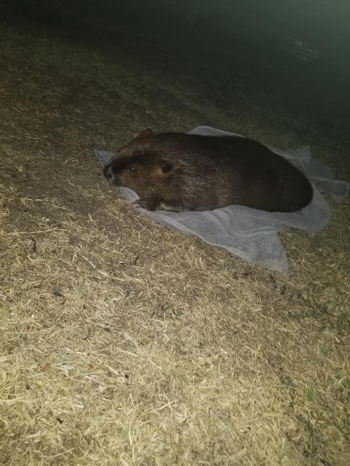  Whitney initially moved the injured beaver out of the way of traffic