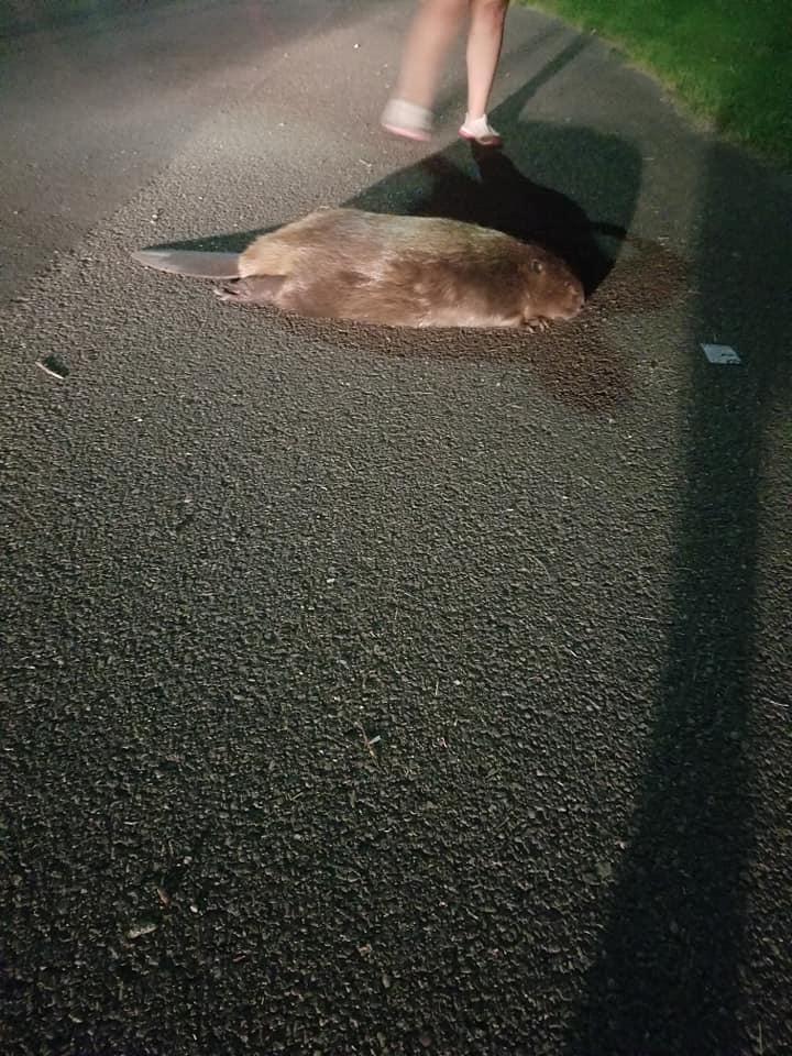  Whitney Nycole came across the beaver as she was driving in Columbia Park