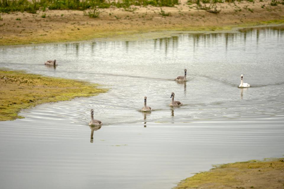  Now the authorities want to promote the growth of 'beautiful flora such as orchids, and the presence of birds, like snipes and sand martins' on the site