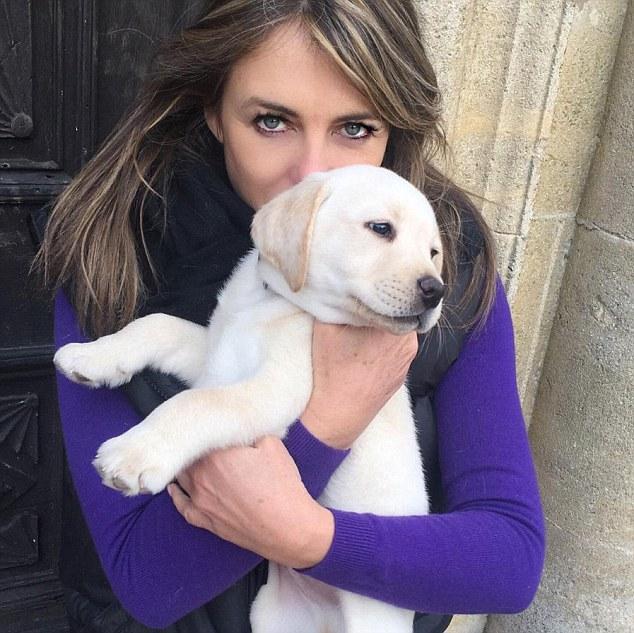  Elizabeth Hurley's pet dog was run over by a delivery driver