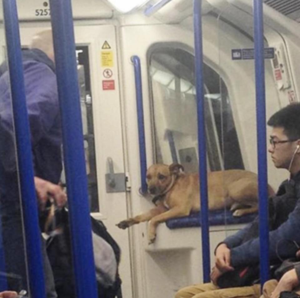  Dogs are welcome on the Tube, but this one's taking liberties