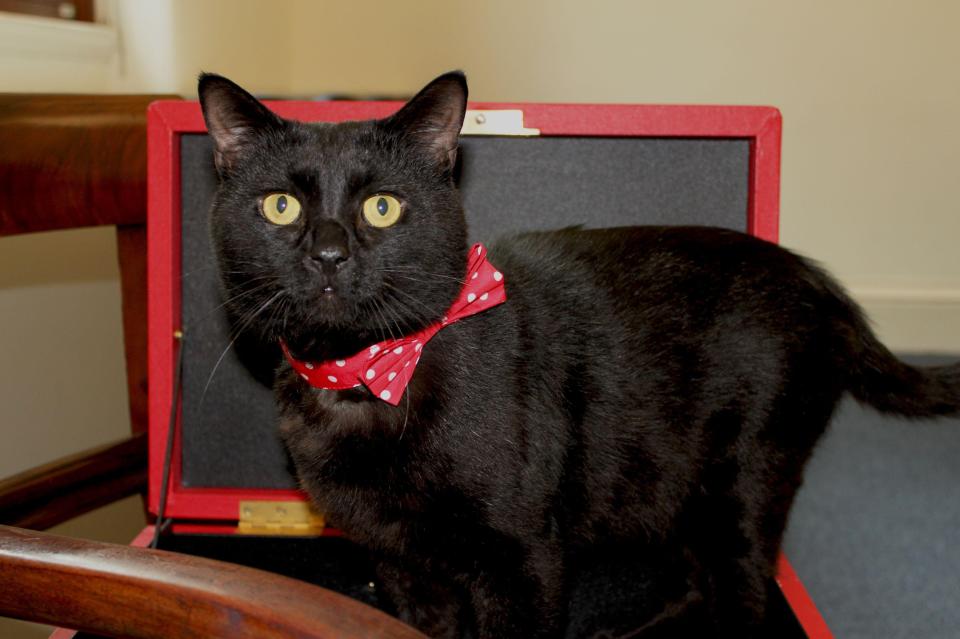  The Treasury's official cat Gladstone has gone missing