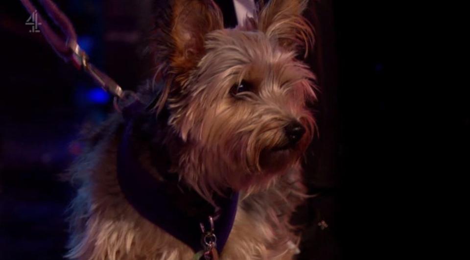  Kush helped his owner Leah find love on the programme