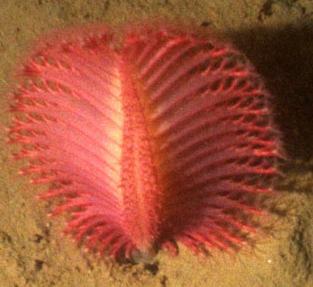  Ancient Ediacaran lifeforms bore some resemblance to the modern-day sea pen