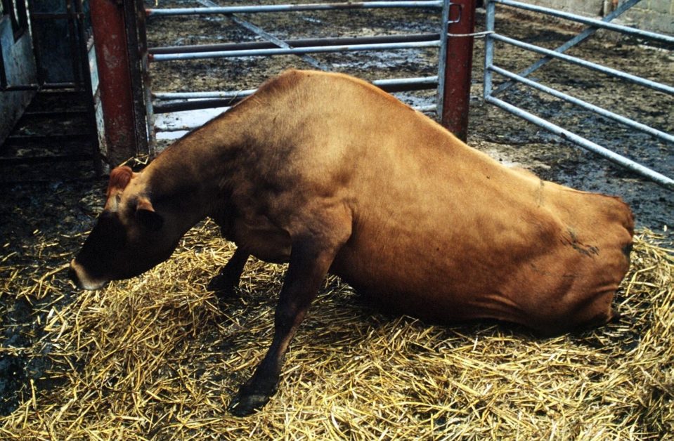  A cow gripped by BSE struggles to stand up during the outbreak in the 1990s