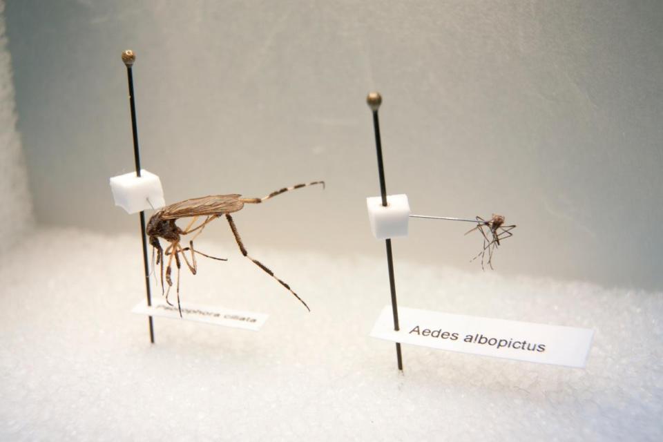  A gallnipper pictured next to a much smaller Asian Tiger mosquito