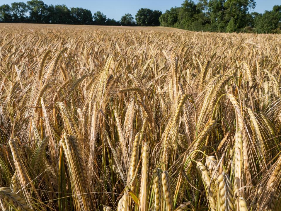 Barley field