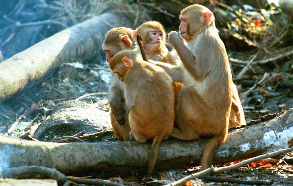  The monkeys, likely to be the rhesus macaque variety, have been blamed as the killers by the victim's family