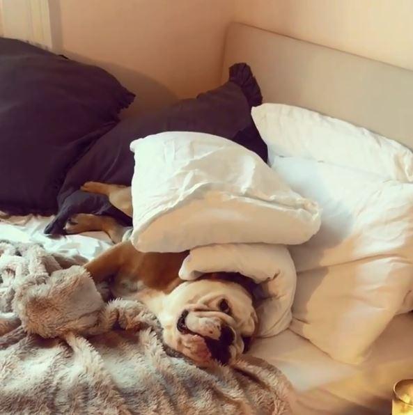  She also regularly documents her dog Bernie making himself comfortable in her double bed