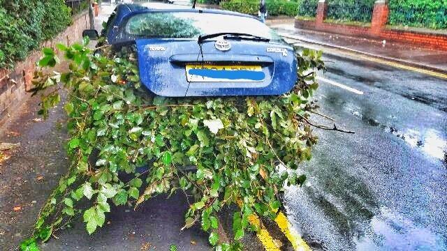 The man stuffed his car full of branches to take to the tip