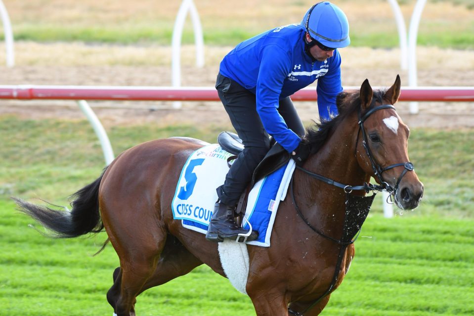  Cross Counter is on track for the Melbourne Cup