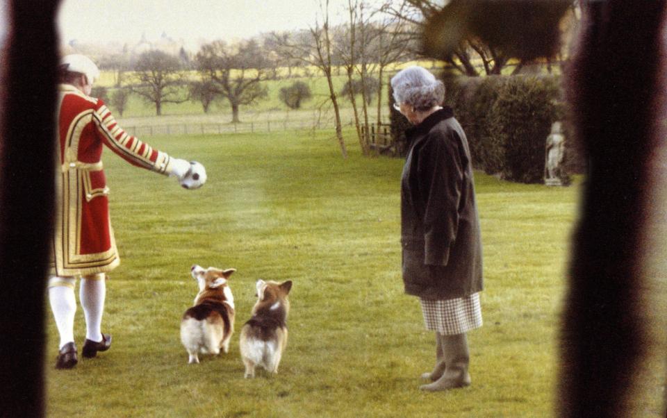  The monarch supervises a game of fetch with her corgis