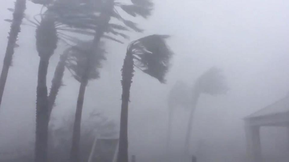  Palm trees are battered by high winds in Panama City, Florida