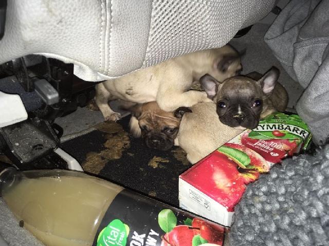  The French bulldog puppies were found in their own mess under a car seat