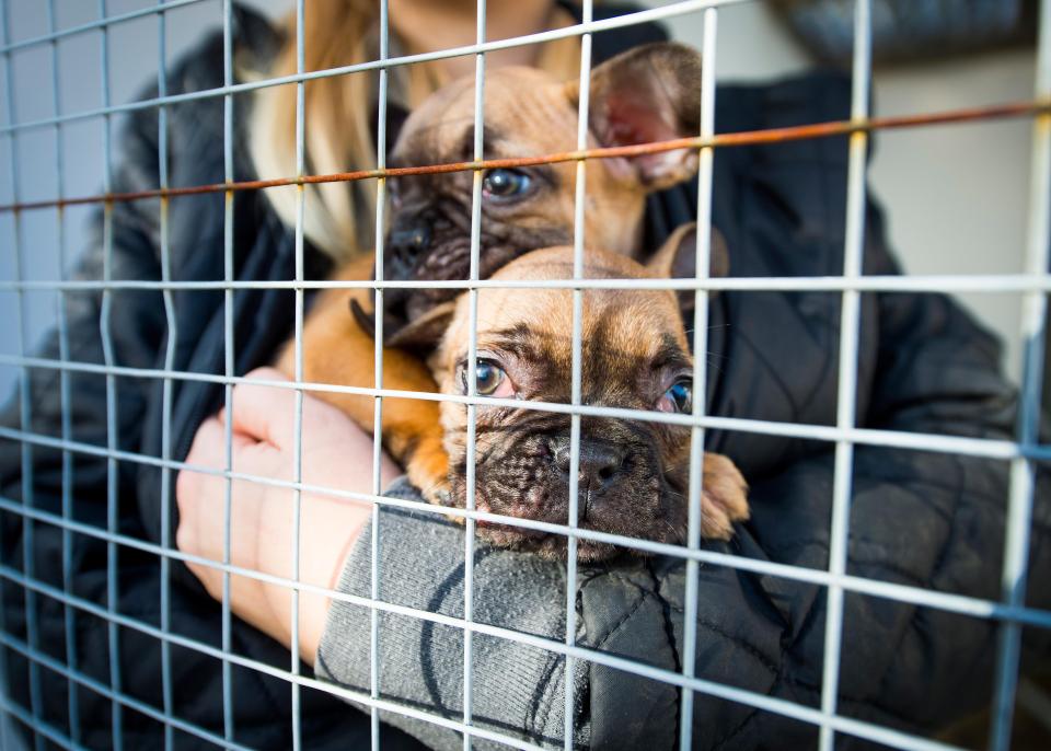  French bulldog puppies after their rescue from cruel smugglers