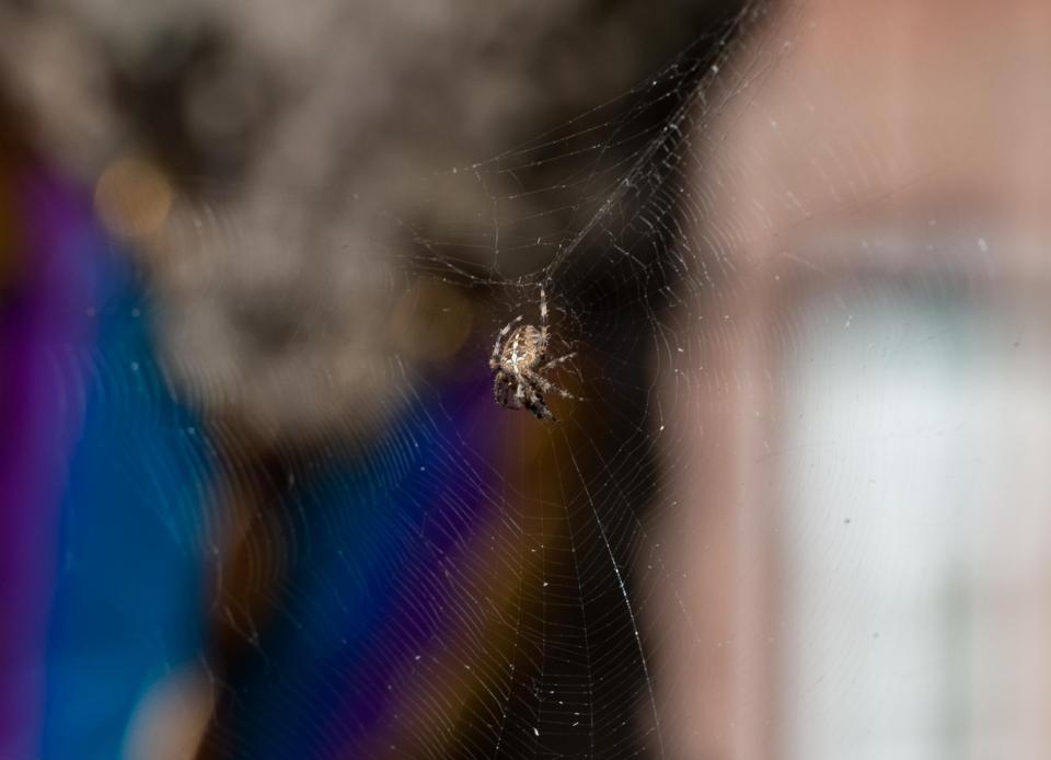  A spider seen at Star Primary School in Canning Town