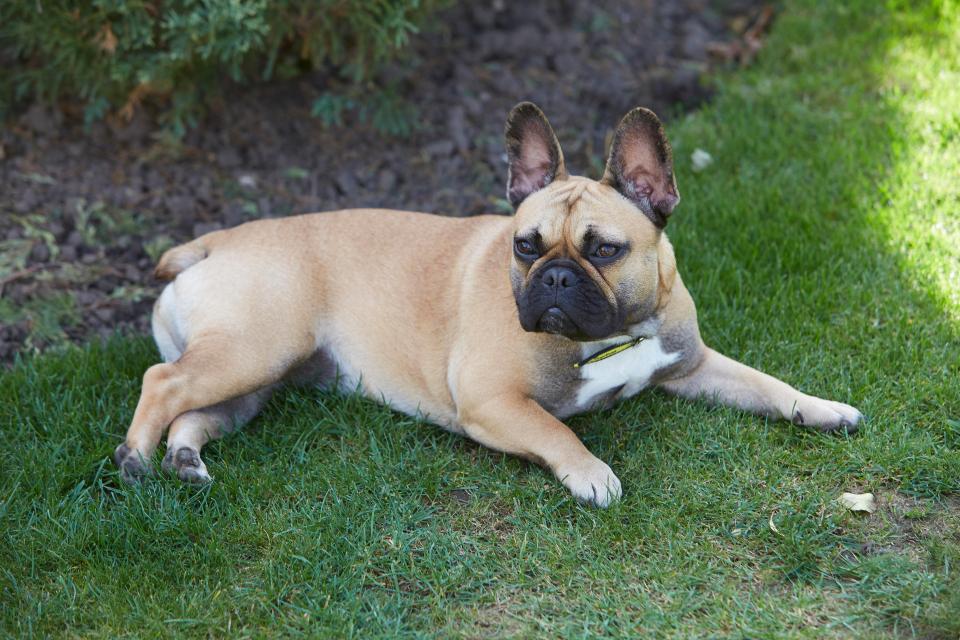  Lucy, one of the nine puppies is now fit and healthy