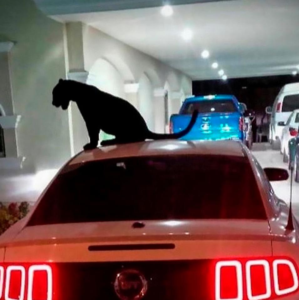 A black panther can be seen perched above their car parked in a huge garage 