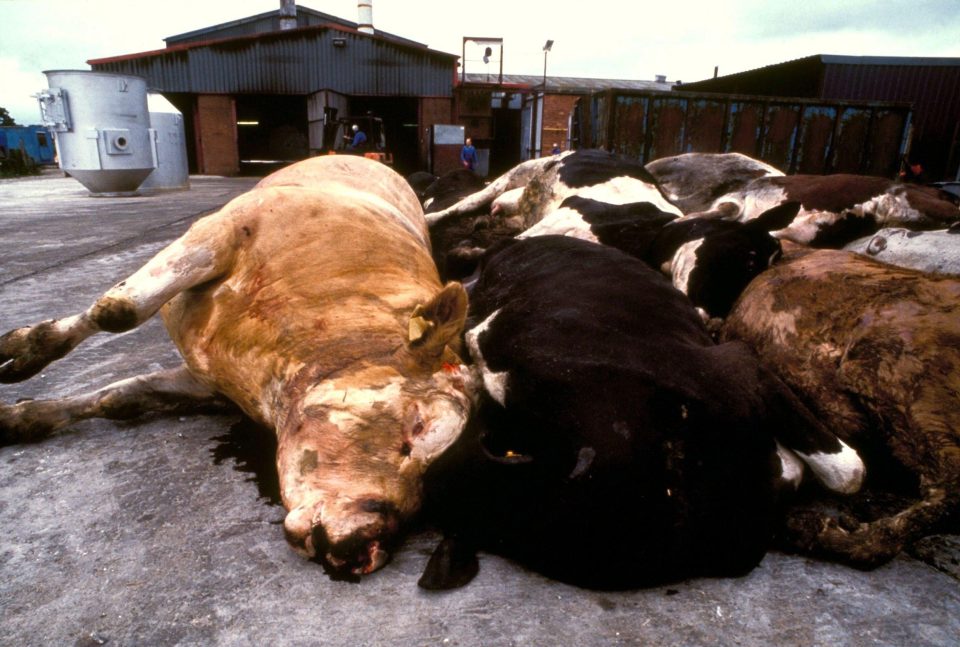  Millions of cattle were slaughtered as Britain was gripped by mad cow disease panic