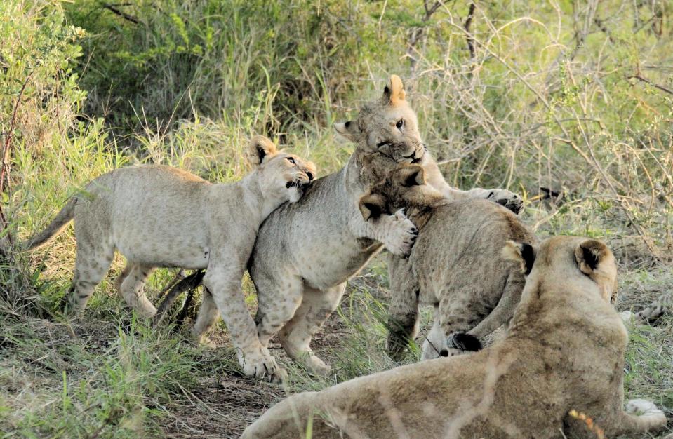  Pride and joy... lion clubs at the reserve